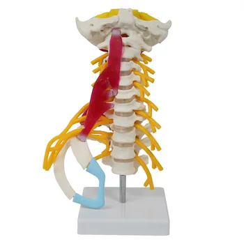 Žmogaus Gimdos Kaklelio Stuburo Anatomijos Modelis Kaklo Slankstelių Skeleto Medicinos Mokslų Mokymo Išteklių